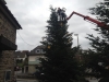 Auch der schönste Baum muss einmal weichen